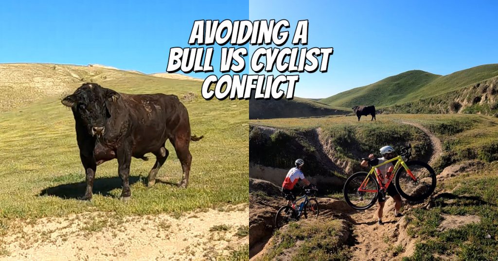 bull hits cyclist